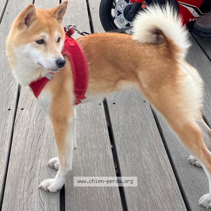 Photo 2/2 Chien retrouvé Perdu à Nice