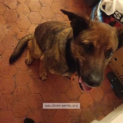 Photo de chien perdu à Carpentras