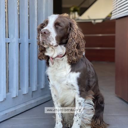 Photo 1/1 Chien retrouvé Perdu à Arbresle