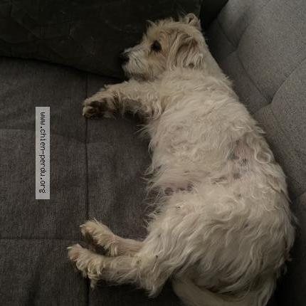 Photo de chien trouvé à Vallauris