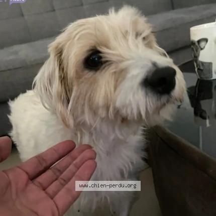 Photo 2/2 Chien retrouvé Trouvé à Vallauris