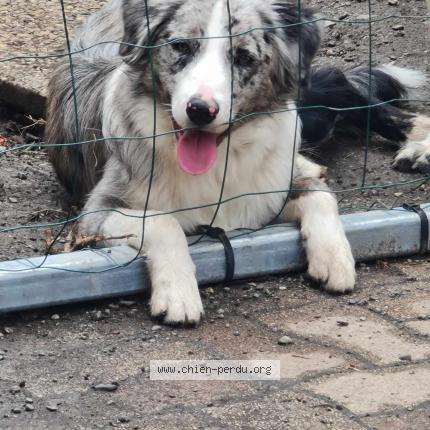 Photo 1/1 Chien retrouvé Perdu à Pamiers