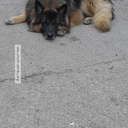 Photo de chien perdu à Sainte Marie La Mer