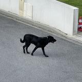 Photo de chien trouvé à Brest