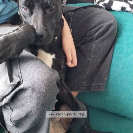 Photo 1/1 Chien retrouvé Perdu à Saint parthem