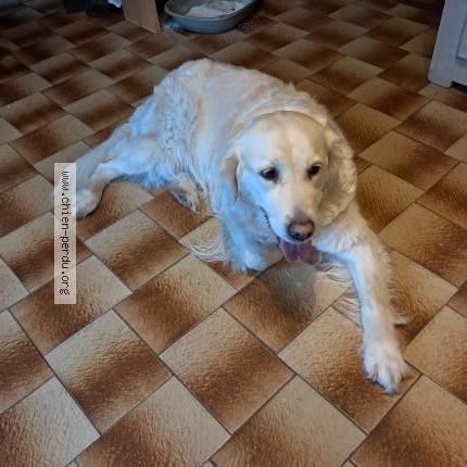 Photo 1/1 Chien retrouvé Trouvé à Chatillon en michaille