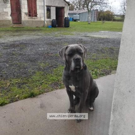 Photo de chien perdu à Sennevieres