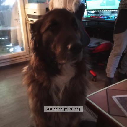 Photo de chien perdu à Clermont L Herault 34800