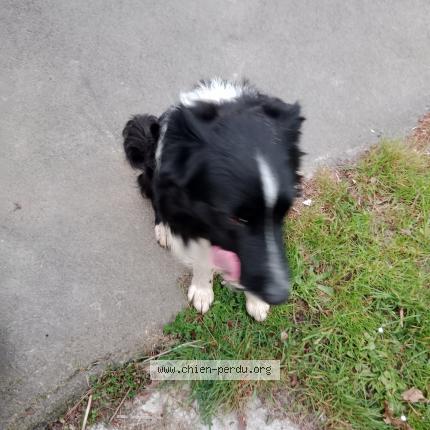 Photo 1/1 Chien retrouvé Trouvé à Ferel