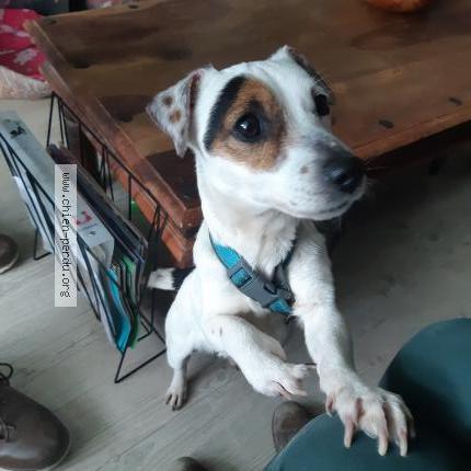 Photo de chien trouvé à Saint Pierre Des Corps