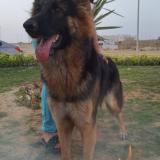 Photo de chien perdu à Islamabad