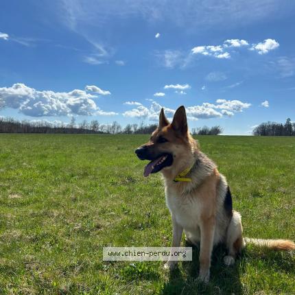 Photo 1/1 Chien retrouvé Perdu à Autun