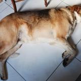 Photo de chien perdu à La Chapelle Launay