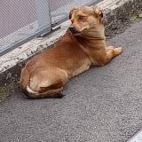 Photo de chien trouvé à Stains