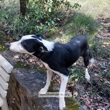 Photo 1/1 Chien retrouvé Perdu à Saint nazaire