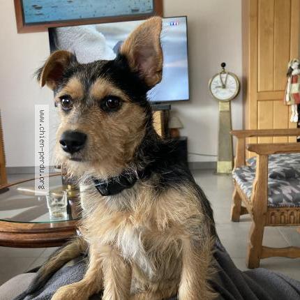 Photo de chien perdu à Trelevern