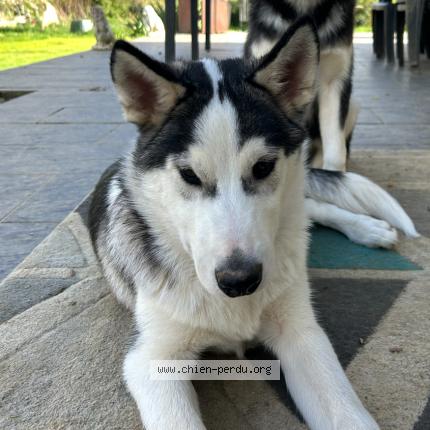 Photo 1/1 Chien retrouvé Perdu à Janailhac