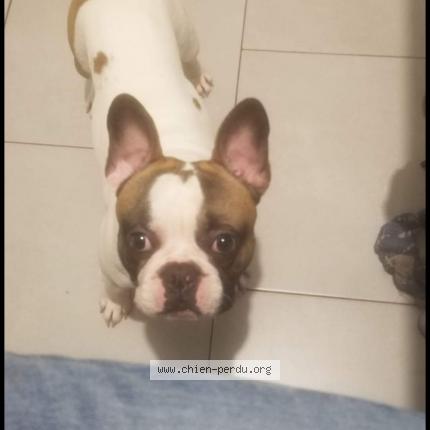 Photo de chien perdu à Servins