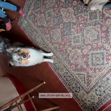 Photo 1/1 Chien retrouvé Trouvé à Tailebois