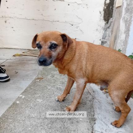 Photo de chien trouvé à Poussan