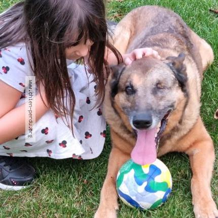 Photo de chien perdu à Billy Chevannes
