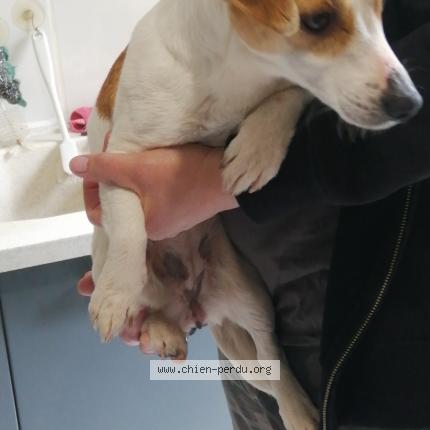 Photo 1/1 Chien retrouvé Trouvé à Dieval