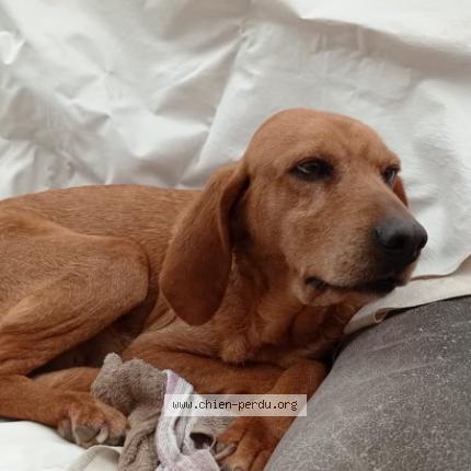 Photo de chien trouvé à Rivesaltes