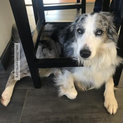 Photo 1/1 Chien retrouvé Perdu à Colomiers