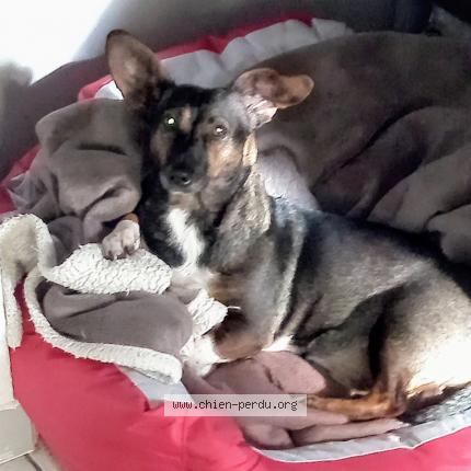 Photo 1/1 Chien retrouvé Perdu à Bosjean