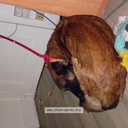 Photo 1/1 Chien retrouvé Perdu à Rixheim