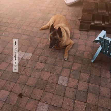 Photo 1/1 Chien retrouvé Perdu à Lorcy