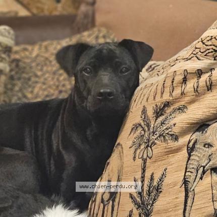 Photo 1/1 Chien retrouvé Perdu à Pommerit le vicompte