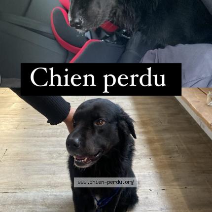 Photo 1/1 Chien retrouvé Trouvé à Bages