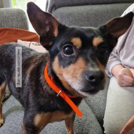 Photo 1/1 Chien retrouvé Trouvé à Sanry sur nied