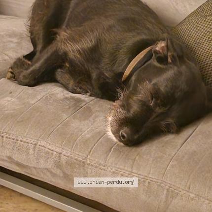 Photo de chien perdu à Le Vesinet