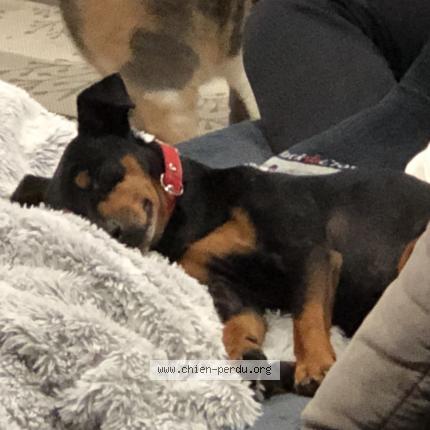 Photo de chien trouvé à Toulouges