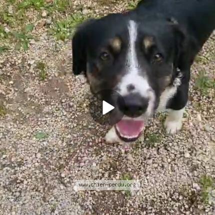 Photo de chien trouvé à Nice