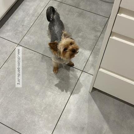 Photo 1/1 Chien retrouvé Perdu à Toulouse