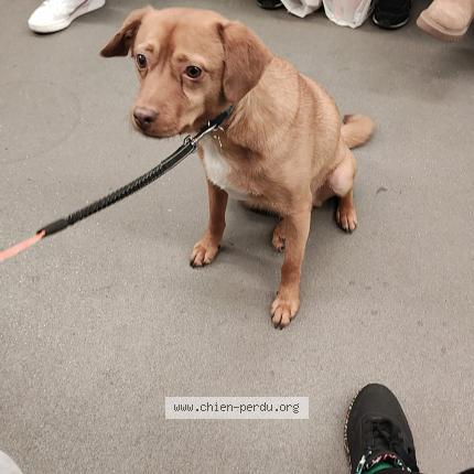 Photo de chien perdu à Ornex