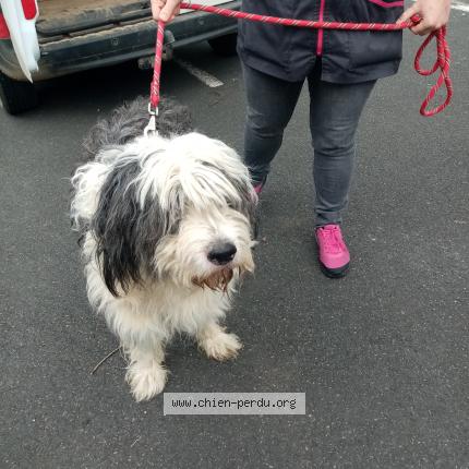 Photo de chien trouvé à Blois