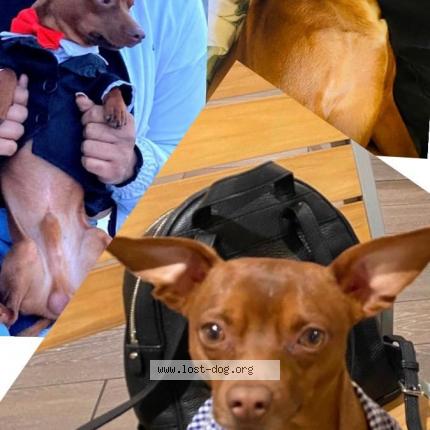 Photo de chien perdu à Las Vegas