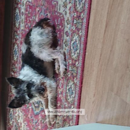 Photo de chien perdu à Eckbolsheim