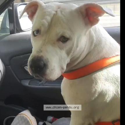 Photo 1/1 Chien retrouvé Perdu à Vitry sur seine