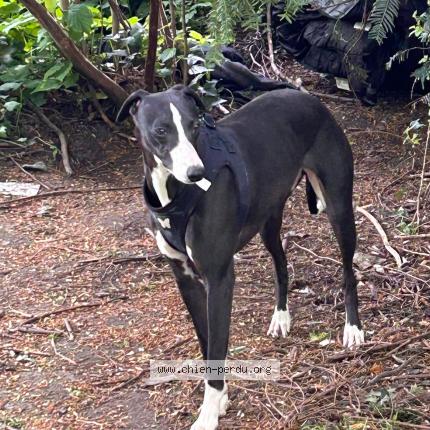 Photo de chien perdu à Haisnes