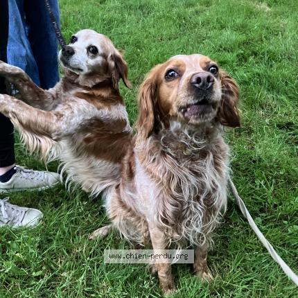 Photo de chien trouvé à Chartres De Bretagne