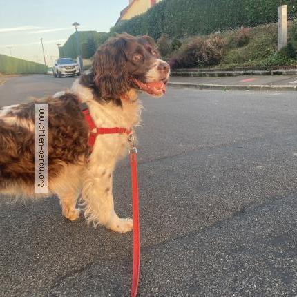 Photo de chien perdu à Quimper