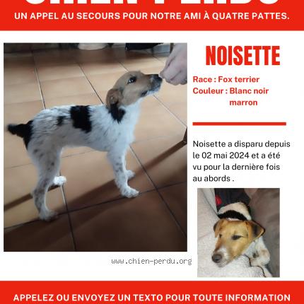 Photo de chien perdu à Champagnac Le Vieux