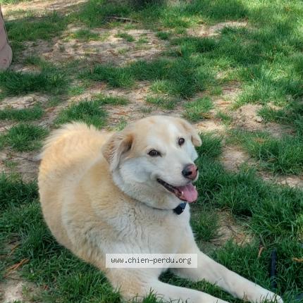 Photo de chien perdu à Rance