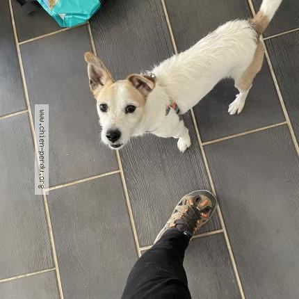 Photo de chien perdu à Montblanc