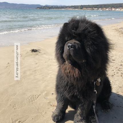 Photo de chien perdu à Villeneuve Loubet